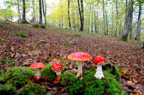 istock Amanita muscaria fruiting in the fall in a beech forest 1278285802