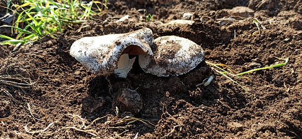 A mushroom that grows on animal manure