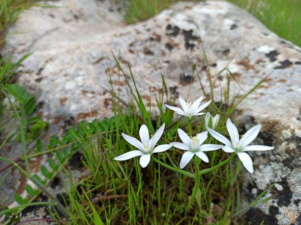 istock Garden Star-of-Bethlehem (Ornithogalum umbellatum) 1278287262