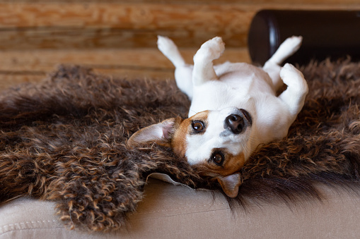 Beautiful young dog Jack Russell Terrier lies on his back on a brown sheep's skin. White dog with a black nose and shining eyes looks at the camera with his paws up. Home comfort. Dog day. Copy space