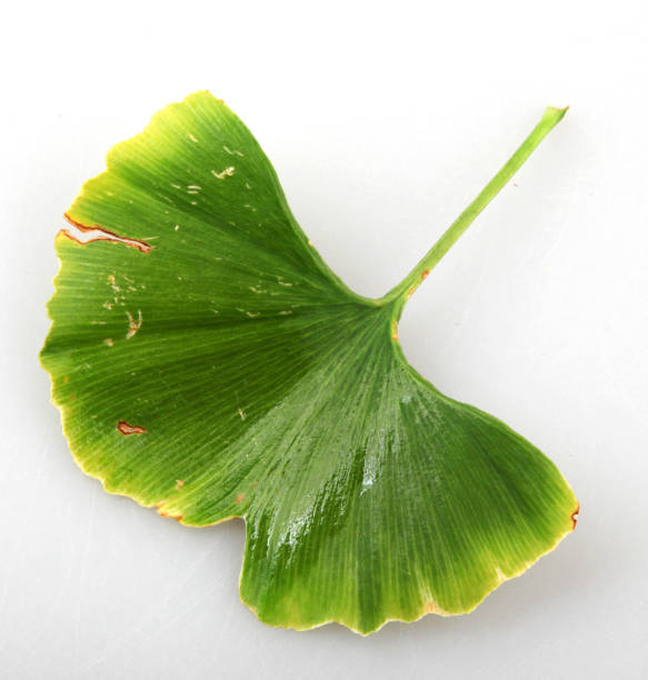 istock Ginkgo Biloba Leaf Against White Background 1278288738