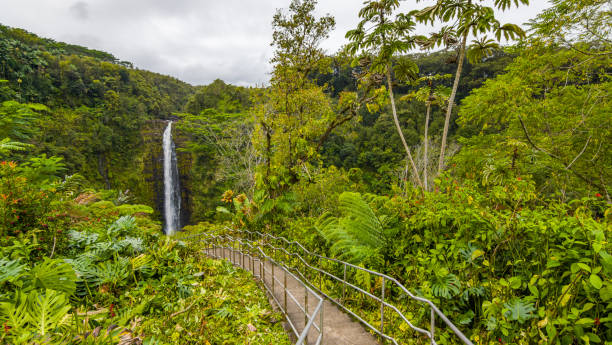 akaka cae. el agua cae desde el borde del acantilado hasta la piscina de inmersión de abajo. isla grande hawái. - tree waterfall water river fotografías e imágenes de stock