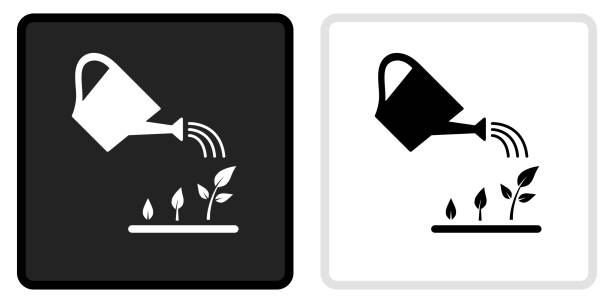 Watering Plants Icon on  Black Button with White Rollover Watering Plants Icon on  Black Button with White Rollover. This vector icon has two  variations. The first one on the left is dark gray with a black border and the second button on the right is white with a light gray border. The buttons are identical in size and will work perfectly as a roll-over combination. watering can stock illustrations