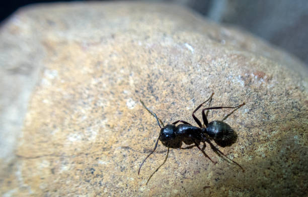 istock A close up look at a black carpenter ant in Missouri 1278289965