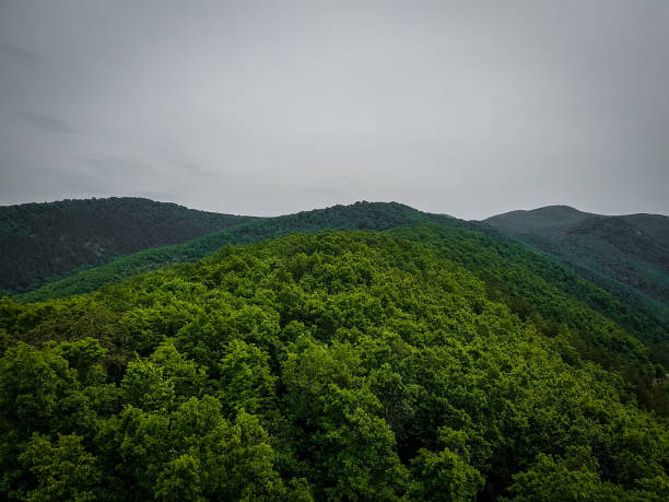 Green trees Green trees under grey sky 18797 stock pictures, royalty-free photos & images