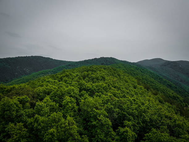 green trees - 18797 imagens e fotografias de stock