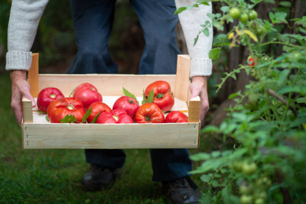 istock Male farmer holding freshly picked organic tomatoes 1278291758