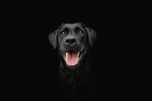 Portrait black labrador dog. Happy expression, Isolated on black background.