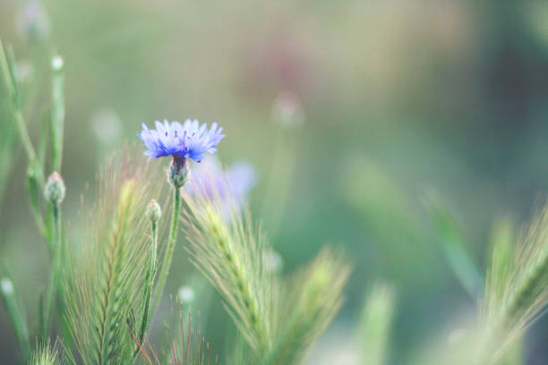 Field flower cornflower in a green field.