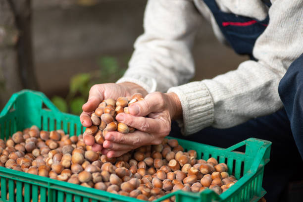 istock Man holding freshly picked hazelnut fruits in a crate 1278292221
