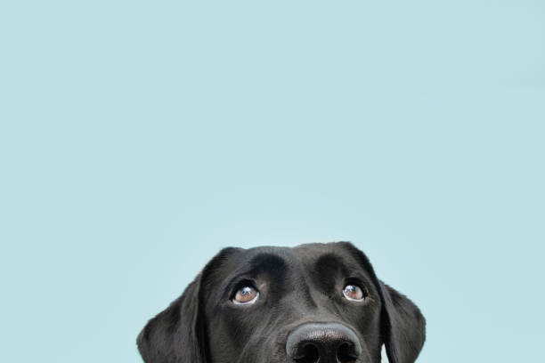 primer plano ocultar perro labrador negro mirando hacia arriba que le da ojo de ballena. aislado sobre fondo azul de color. - dog fotografías e imágenes de stock