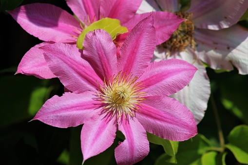 Flowering Clematis in many different colors