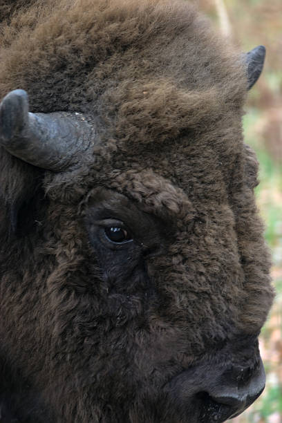 istock a large male bison poses for the camera 1278295459