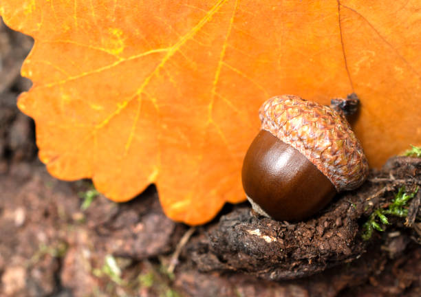 close up of beautiful brown acorn laying on oak tree leaf. - oak leaf oak tree acorn season imagens e fotografias de stock