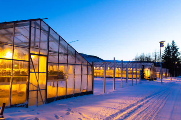 industriegewächshäuser für den anbau von pflanzen im winter. - aeroponics stock-fotos und bilder