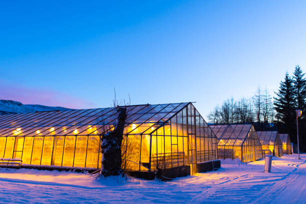 industriegewächshäuser für den anbau von pflanzen im winter. - aeroponics stock-fotos und bilder