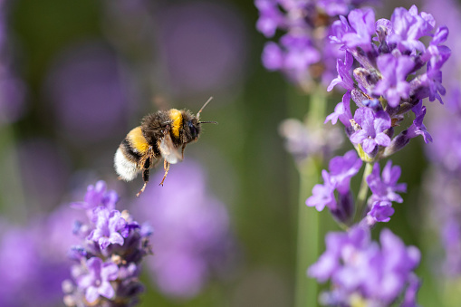 Bumble bee flying to purple flower