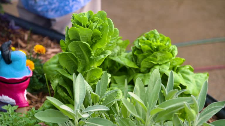 Organic herbs growing in a backyard vegetable garden