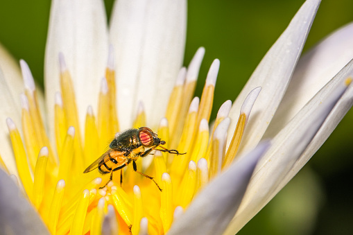 Beautiful scenery of a single bee on flower closeup