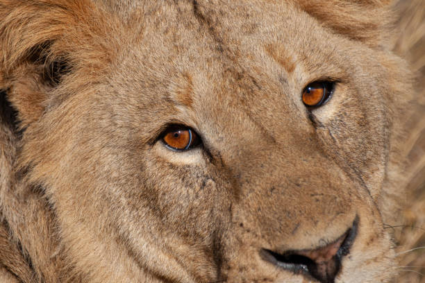 istock Lion in the Wild 1278301789