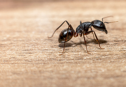 Macro photograph of Camponotus Xerxes, the Giant black ant found in the United Arab Emirates