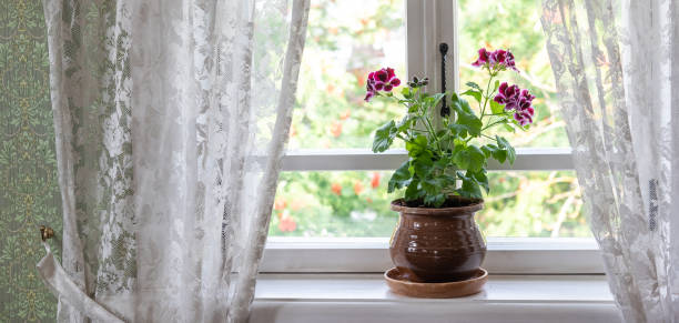 보라색 꽃제라늄창턱에 냄비에서 성장 - lace curtain 뉴스 사진 이미지