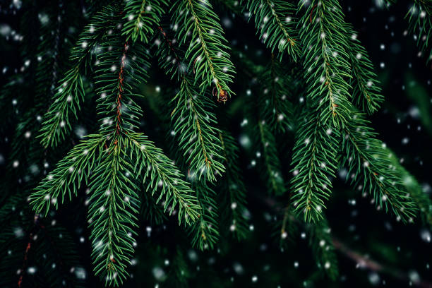 istock Fir tree branches and snowfall. Christmas Holidays Background Winter concept 1278302827