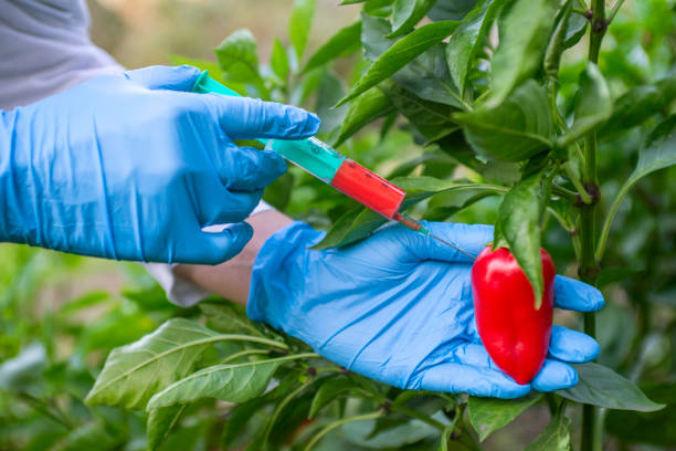 modificación de omg y pesticidas. científico en guantes inyectando pimienta con fertilizante rojo. científico de omg que inyecta líquido de la jeringa en pimiento rojo - concepto de alimento modificado genéticamente - food crop sprayer insecticide dna fotografías e imágenes de stock