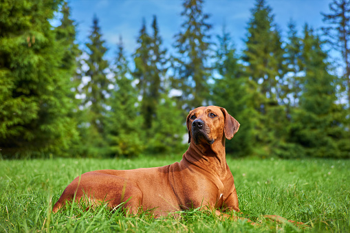 Dog lying outdoors on green grass against pine tree forest background. Rhodesian ridgeback dog portrait