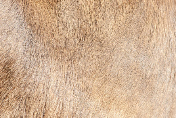 istock Close-up braun short beauty shiny skin texture 1278303738