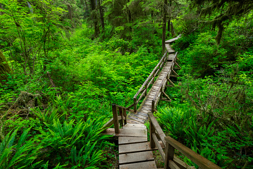 Pacific Rim National Park, the scenic Rainforest Trail
