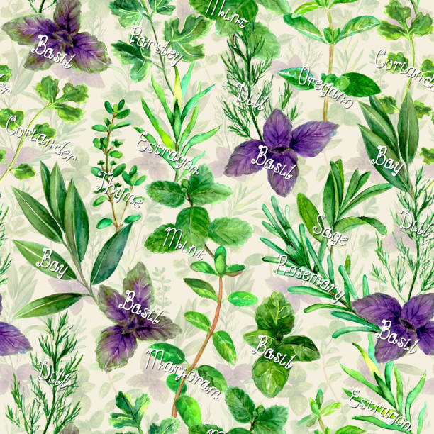 Fragrant kitchen culinary herbs spices with names watercolor green fresh seamless pattern Fragrant kitchen culinary herbs spices with names watercolor green fresh seamless pattern on beige background. Watercolour hand drawn botanical texture. Print for fabric design, wallpaper, wrapping. majoran stock illustrations