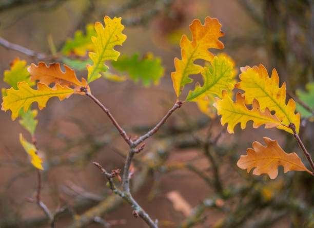 деталь выстрел из долины дуба (кверк лобата) листья осенью - valley oak стоковые фото и изображения