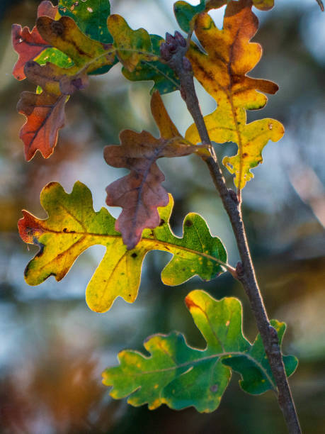 деталь выстрел из листьев valley oak осенью. - valley oak стоковые фото и изображения