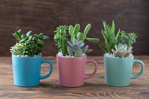 Handmade vintage home decoration with succulents in colourful tea mugs, coffee cups, present concept