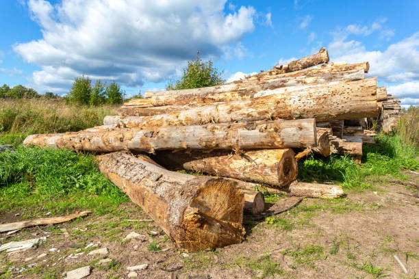istock Broken old cut tree logs piled up near a forest road 1278305661