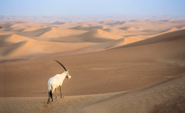 oxix árabe em um deserto perto de dubai - arabian oryx - fotografias e filmes do acervo