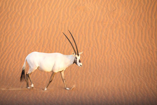 istock arabian oryx in a desert near Dubai 1278306336