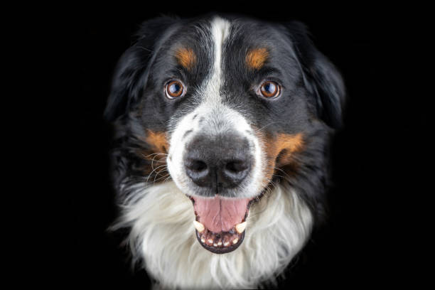 istock Bernese mountain dog head close up on black background 1278306357