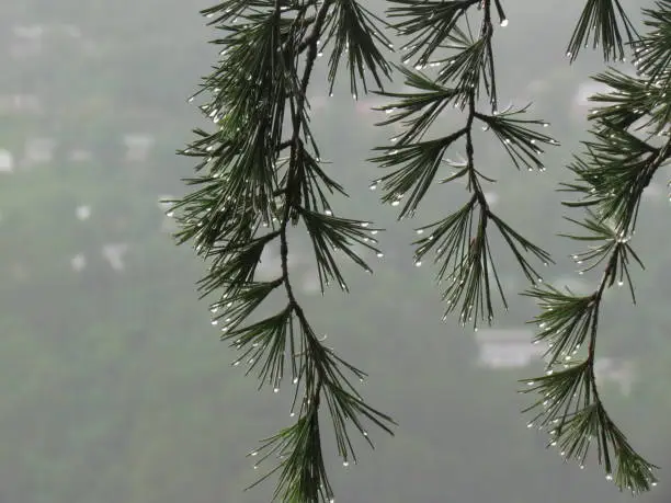 Photo of Water Drops