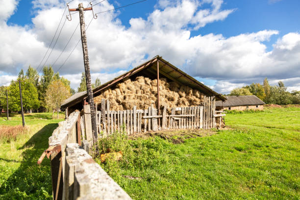 istock Hay storage with harvested bales of hay for cattle 1278306430