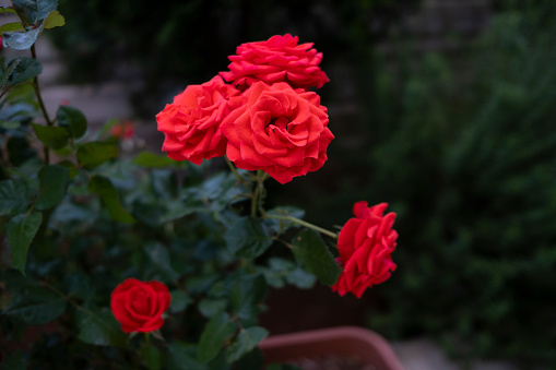 Red rose in garden. Antalya, Turkey