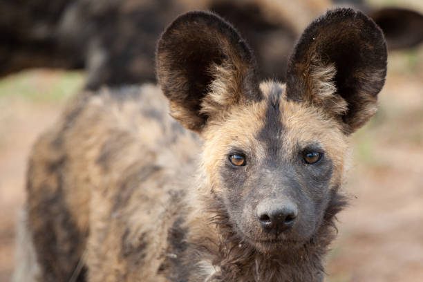 istock African Wilddog Portrait 1278307350