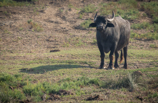 grande bufalo nero in campo, bufalara, italia - lazio cow italy national landmark foto e immagini stock