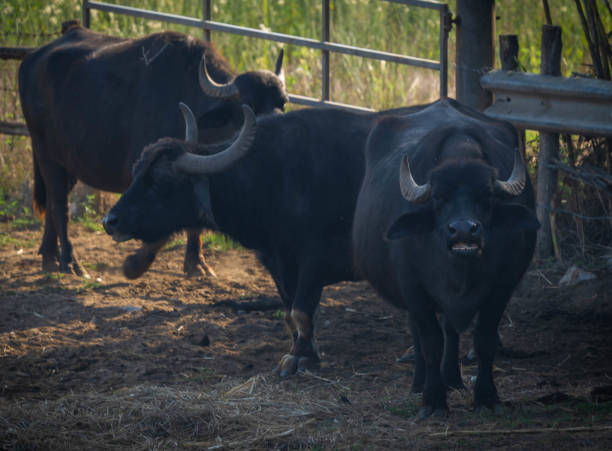 grande bufalo nero in campo, bufalara, italia - lazio cow italy national landmark foto e immagini stock