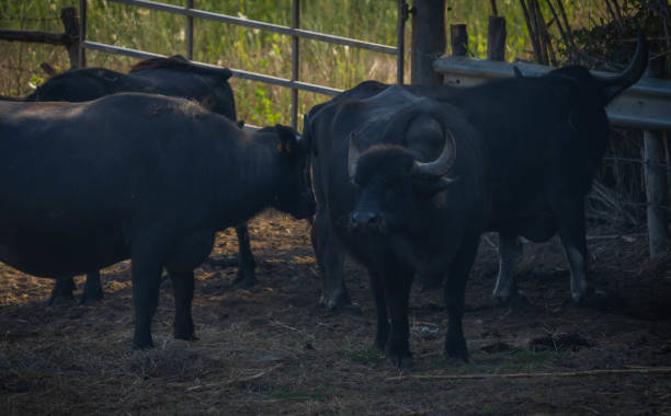 grande bufalo nero in campo, bufalara, italia - lazio cow italy national landmark foto e immagini stock