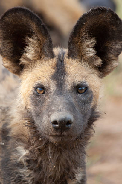 istock African Wilddog Portrait 1278307544