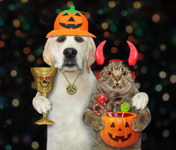 istock Dog hugs cat at party on halloween 2 1278309746