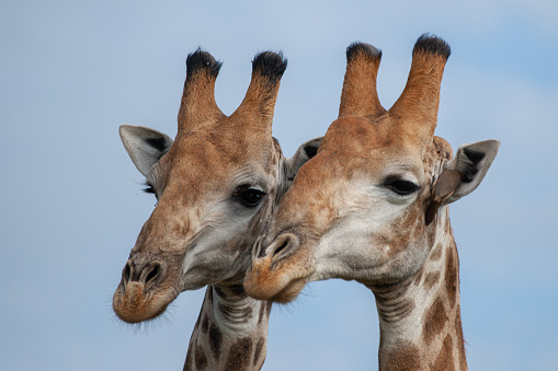 2 Giraffe Males seen on a safari in South Africa