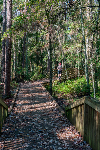 istock Taking an early morning walk on this boardwalk through the woods that's located within the Shingle Creek Preserve in Kissimmee, Florida. 1278309952